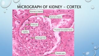 MICROGRAPH OF KIDNEY - CORTEX
 