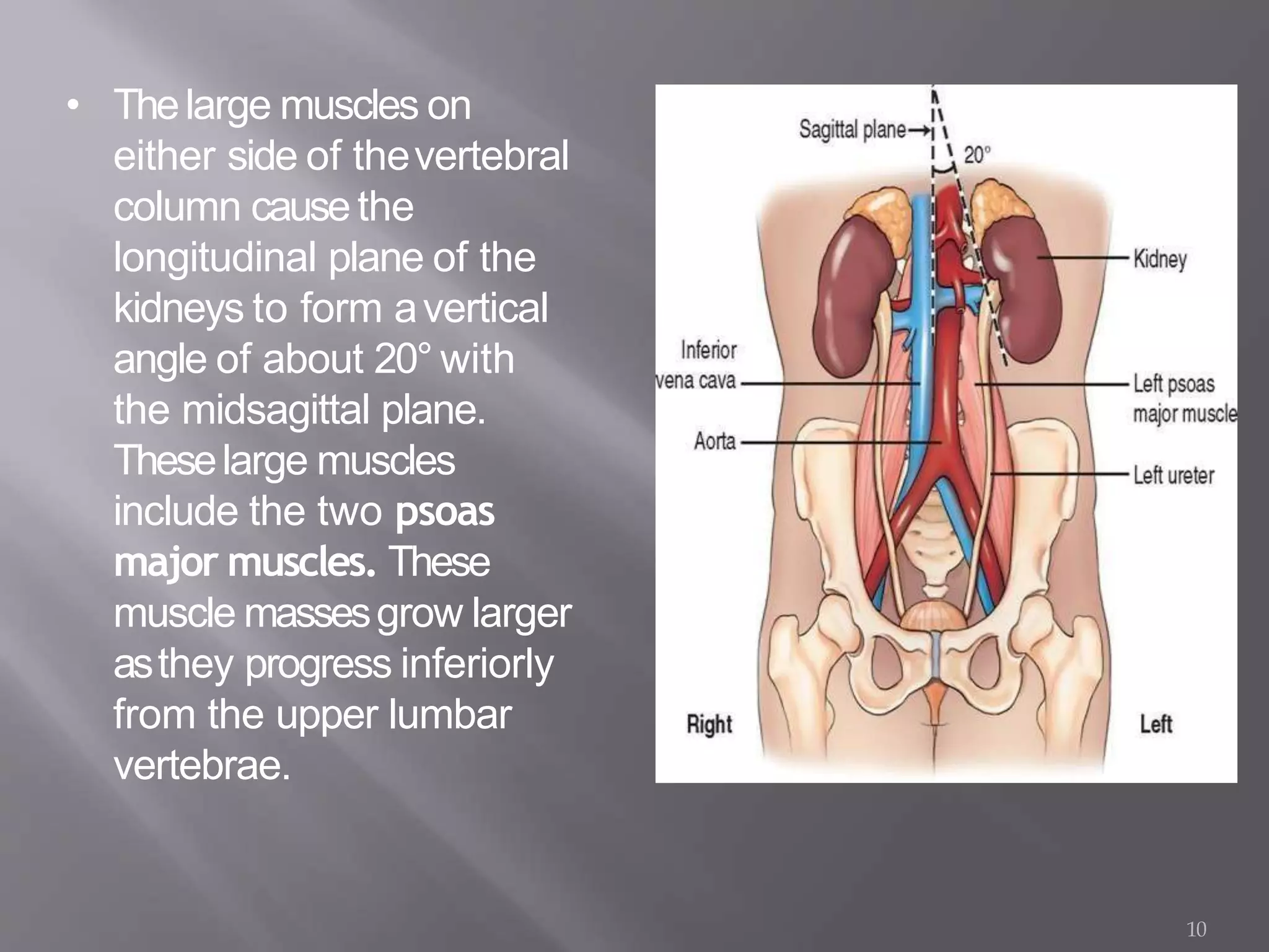 • Thelarge muscles on
either side of thevertebral
column causethe
longitudinal plane of the
kidneys to form avertical
angle of about 20° with
the midsagittal plane.
Theselarge muscles
include the two psoas
major muscles. These
muscle massesgrow larger
asthey progress inferiorly
from the upper lumbar
vertebrae.
10
 