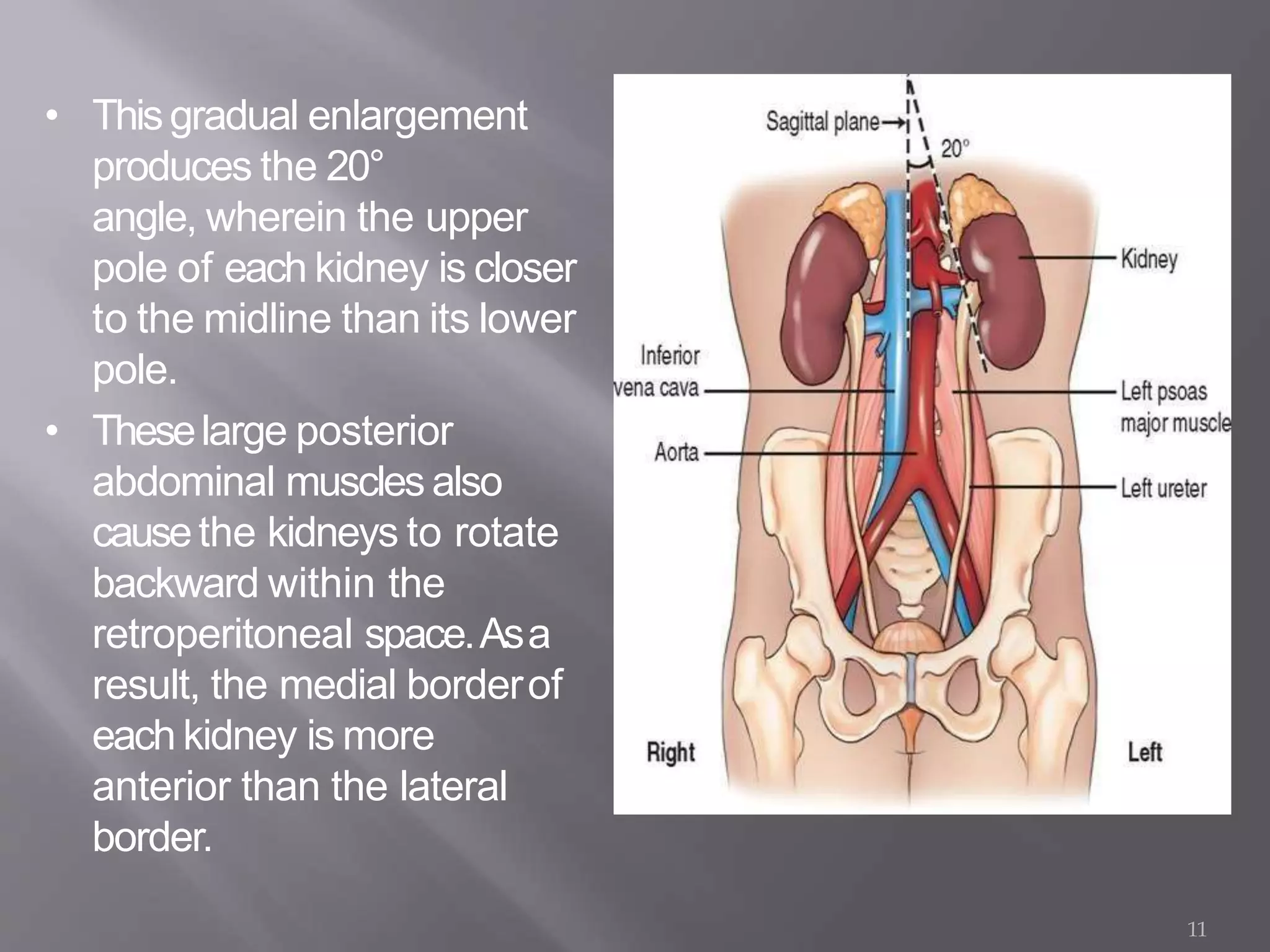 • Thisgradual enlargement
produces the 20°
angle, wherein the upper
pole of each kidney is closer
to the midline than its lower
pole.
• Theselarge posterior
abdominal muscles also
causethe kidneys to rotate
backward within the
retroperitoneal space.Asa
result, the medial borderof
each kidney is more
anterior than the lateral
border.
11
 