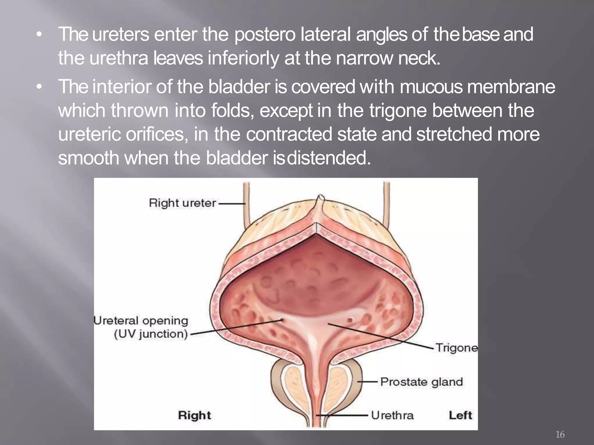 • Theureters enter the postero lateral angles of thebaseand
the urethra leaves inferiorly at the narrow neck.
• The interior of the bladder is covered with mucous membrane
which thrown into folds, except in the trigone between the
ureteric orifices, in the contracted state and stretched more
smooth when the bladder isdistended.
16
 