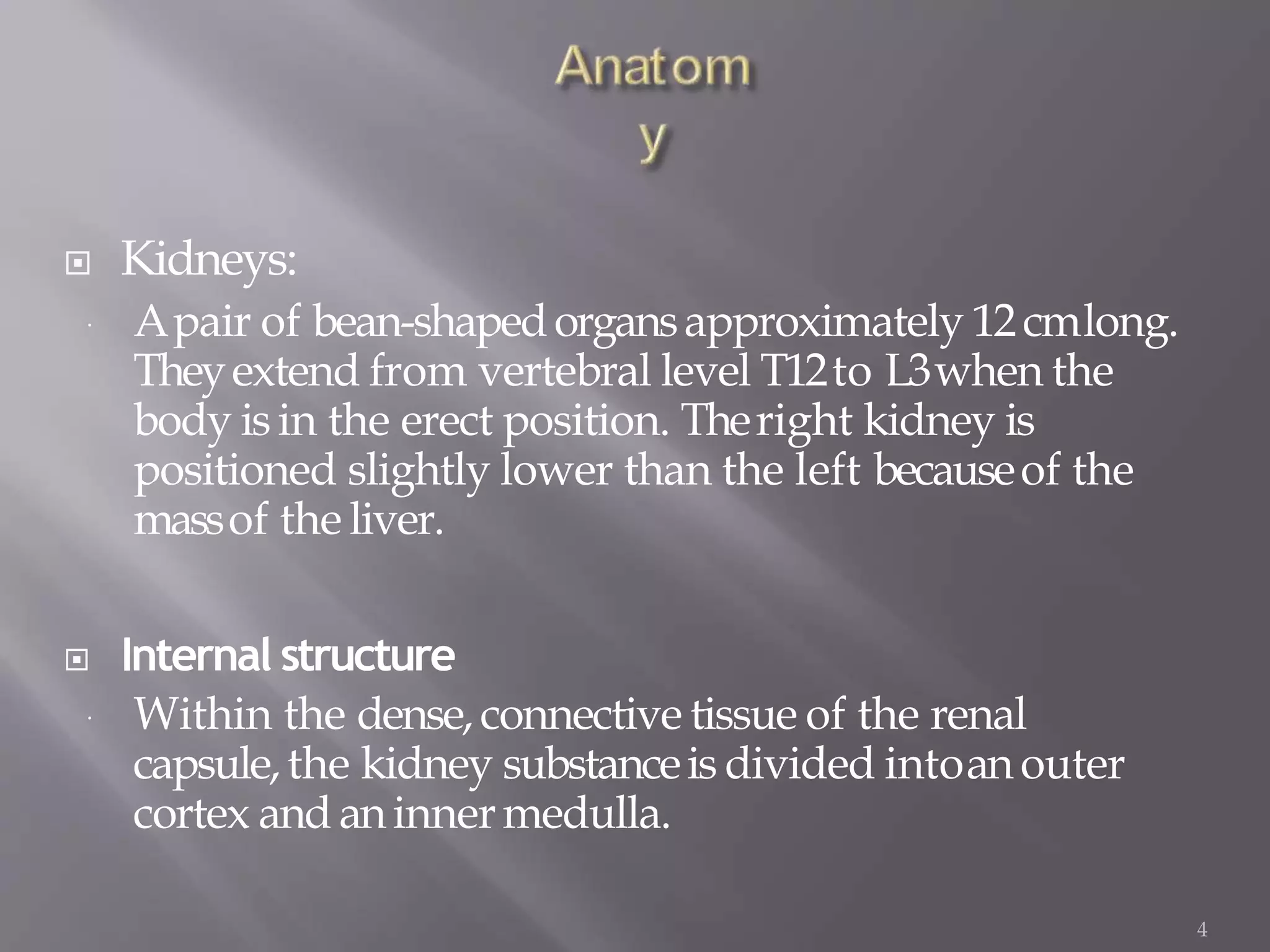  Kidneys:
 Apair of bean-shapedorgansapproximately 12cmlong.
Theyextend from vertebral level T12to L3when the
body isin the erect position. Theright kidney is
positioned slightly lower than the left becauseof the
massof the liver.
 Internal structure
 Within the dense,connective tissue of the renal
capsule,the kidney substanceis divided intoanouter
cortex and aninnermedulla.
4
 