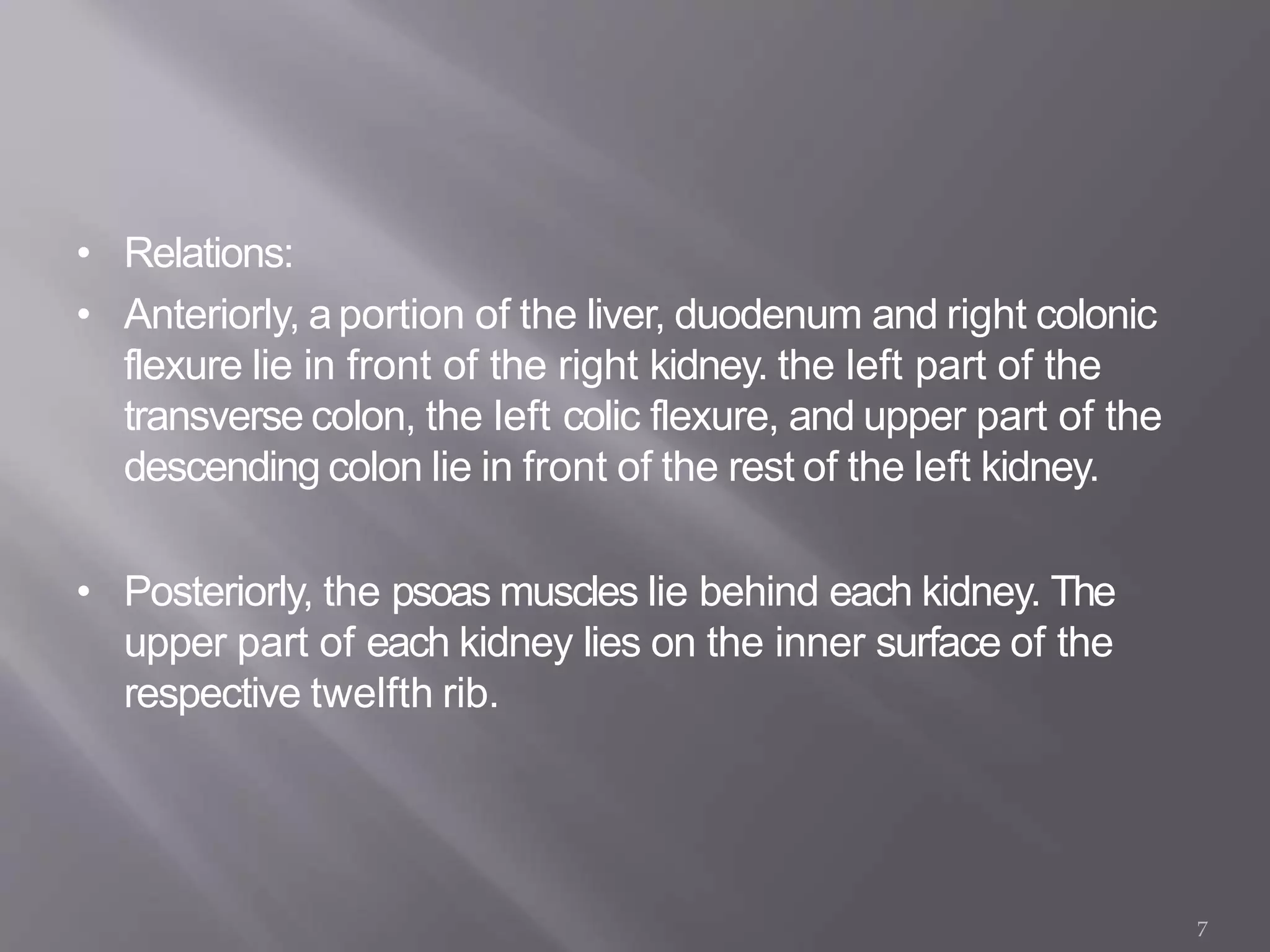 • Relations:
• Anteriorly, aportion of the liver, duodenum and right colonic
flexure lie in front of the right kidney. the left part of the
transverse colon, the left colic flexure, and upper part of the
descending colon lie in front of the rest of the left kidney.
• Posteriorly, the psoas muscles lie behind each kidney. The
upper part of each kidney lies on the inner surface of the
respective twelfth rib.
7
 