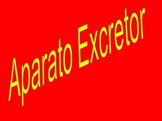 APARATO EXCRETOR, Xettos