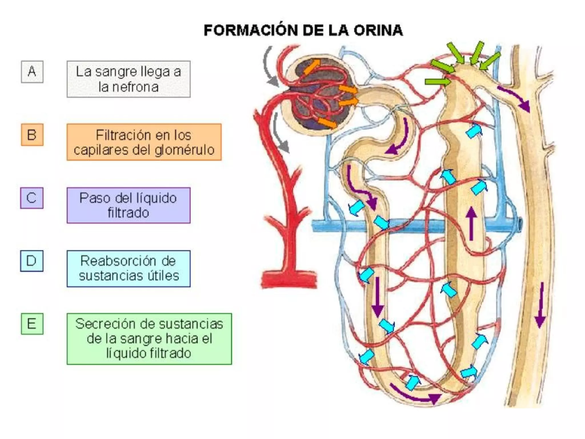 FORMACIÓ D’ORINA

 