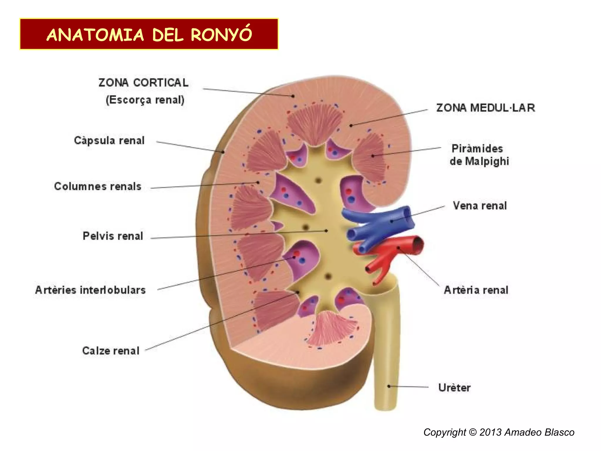 ANATOMIA DEL RONYÓ

Copyright © 2013 Amadeo Blasco

 
