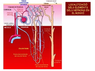 LOCALITZACIÓ
DELS ELEMENTS
DELS NEFRONS EN
EL RONYÓ

 