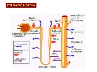 FORMACIÓ D’ORINA

 