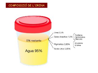 COMPOSICIÓ DE L'ORINA

 