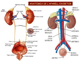 ANATOMIA DE L’APARELL EXCRETOR

 
