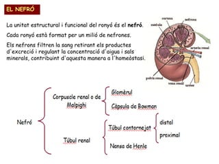 EL NEFRÓ
La unitat estructural i funcional del ronyó és el nefró.
Cada ronyó està format per un milió de nefrones.
Els nefrons filtren la sang retirant els productes
d'excreció i regulant la concentració d'aigua i sals
minerals, contribuint d'aquesta manera a l'homeòstasi.

 