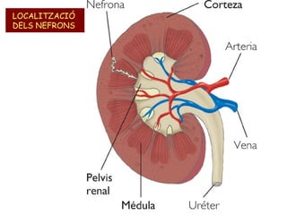 LOCALITZACIÓ
DELS NEFRONS

 