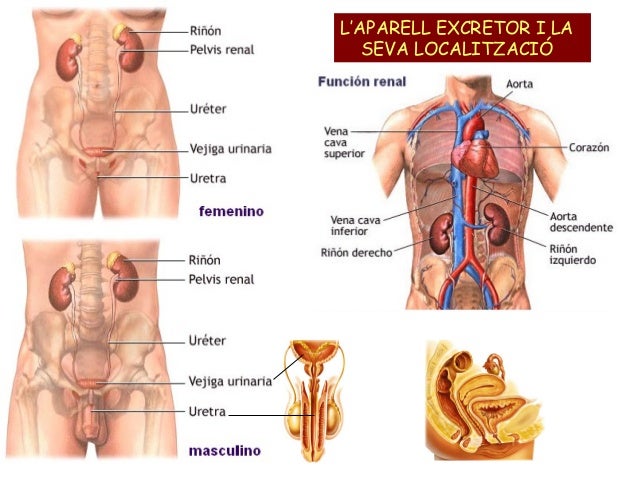 http://cplosangeles.juntaextremadura.net/web/edilim/tercer_ciclo/cmedio/las_funciones_vitales/la_funcion_de_nutricion/excrecion/el_aparato_excretor/el_aparato_excretor.html