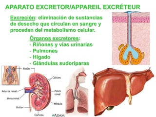 APARATO EXCRETOR/APPAREIL EXCRÉTEUR
 Excreción: eliminación de sustancias
 de desecho que circulan en sangre y
 proceden del metabolismo celular.
        Órganos excretores:
        - Riñones y vías urinarias
        - Pulmones
        - Hígado
        - Glándulas sudoríparas
 