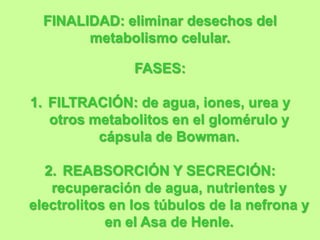 FINALIDAD: eliminar desechos del
        metabolismo celular.

                FASES:

1. FILTRACIÓN: de agua, iones, urea y
   otros metabolitos en el glomérulo y
          cápsula de Bowman.

  2. REABSORCIÓN Y SECRECIÓN:
   recuperación de agua, nutrientes y
electrolitos en los túbulos de la nefrona y
            en el Asa de Henle.
 