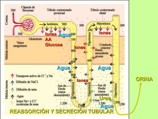 Iones Agua            Iones
          AA
          Glucosa
                       Iones



              Agua              Agua

                        Iones           ORINA


                           Urea
                           Agua
REABSORCIÓN Y SECRECIÓN TUBULAR
 