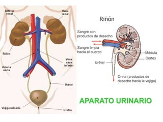 APARATO URINARIO
 