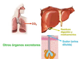 CO2

                           Residuos
                           digestión y
                           medicamentos


                            Sudor (orina
Otros órganos excretores    diluida)
 