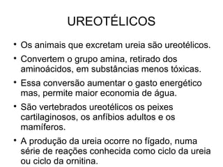 UREOTÉLICOS

Os animais que excretam ureia são ureotélicos.

Convertem o grupo amina, retirado dos
aminoácidos, em substâncias menos tóxicas.

Essa conversão aumentar o gasto energético
mas, permite maior economia de água.

São vertebrados ureotélicos os peixes
cartilaginosos, os anfíbios adultos e os
mamíferos.

A produção da ureia ocorre no fígado, numa
série de reações conhecida como ciclo da ureia
ou ciclo da ornitina.
 