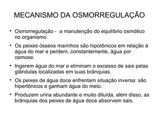 MECANISMO DA OSMORREGULAÇÃO

Osmorregulação - a manutenção do equilíbrio osmótico
no organismo.

Os peixes ósseos marinhos são hipotônicos em relação à
água do mar e perdem, constantemente, água por
osmose.

Ingerem água do mar e eliminam o excesso de sais pelas
glândulas localizadas em suas brânquias.

Os peixes de água doce enfrentam situação inversa: são
hipertônicos e ganham água do meio.

Produzem urina abundante e muito diluída, além disso, as
brânquias dos peixes de água doce absorvem sais.
 