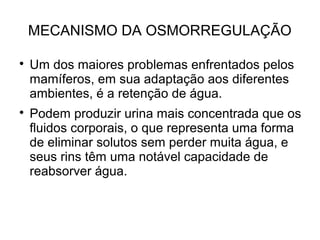 MECANISMO DA OSMORREGULAÇÃO

Um dos maiores problemas enfrentados pelos
mamíferos, em sua adaptação aos diferentes
ambientes, é a retenção de água.

Podem produzir urina mais concentrada que os
fluidos corporais, o que representa uma forma
de eliminar solutos sem perder muita água, e
seus rins têm uma notável capacidade de
reabsorver água.
 