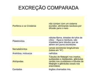 EXCREÇÃO COMPARADA
Poríferos e os Cnidários
não contam com um sistema
excretor, eliminando resíduos por
difusão para o meio
Platelmintos
células-flama, dotadas de tufos de
cílios - Água e resíduos, são
impelidos para túbulos que se
abrem em poros excretores.
Nematelmintos
canais excretores longitudinais
(tubos em “H”)
Anelídios, moluscos nefrídios
Artrópodes
Túbulos de Malpighi nos insetos,
quilópodes e diplópodes, glândulas
verdes nos crustáceos e túbulos de
Malpighi e glândulas coxais nos
aracnídeos.
Cordados órgãos chamados rins.
 