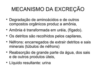 MECANISMO DA EXCREÇÃO

Degradação de aminoácidos e de outros
compostos orgânicos produz a amônia,

Amônia é transformada em uréia, (fígado).

Os detritos são recolhidos pelos capilares,

Néfrons: encarregados de extrair detritos e sais
minerais (túbulos de néfrons)

Reabsorção de grande parte da água, dos sais
e de outros produtos úteis,

Líquido resultante: urina
 