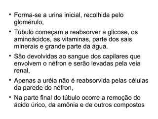
Forma-se a urina inicial, recolhida pelo
glomérulo,

Túbulo começam a reabsorver a glicose, os
aminoácidos, as vitaminas, parte dos sais
minerais e grande parte da água.

São devolvidas ao sangue dos capilares que
envolvem o néfron e serão levadas pela veia
renal,

Apenas a uréia não é reabsorvida pelas células
da parede do néfron,

Na parte final do túbulo ocorre a remoção do
ácido úrico, da amônia e de outros compostos
 