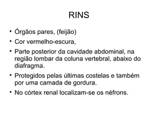 RINS

Órgãos pares, (feijão)

Cor vermelho-escura,

Parte posterior da cavidade abdominal, na
região lombar da coluna vertebral, abaixo do
diafragma.

Protegidos pelas últimas costelas e também
por uma camada de gordura.

No córtex renal localizam-se os néfrons.
 