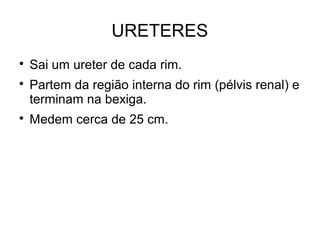 URETERES

Sai um ureter de cada rim.

Partem da região interna do rim (pélvis renal) e
terminam na bexiga.

Medem cerca de 25 cm.
 