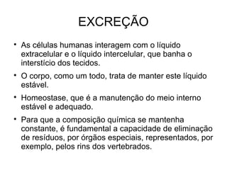 EXCREÇÃO

As células humanas interagem com o líquido
extracelular e o líquido intercelular, que banha o
interstício dos tecidos.

O corpo, como um todo, trata de manter este líquido
estável.

Homeostase, que é a manutenção do meio interno
estável e adequado.

Para que a composição química se mantenha
constante, é fundamental a capacidade de eliminação
de resíduos, por órgãos especiais, representados, por
exemplo, pelos rins dos vertebrados.
 