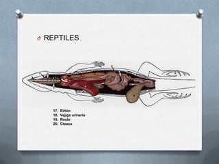 O REPTILES
17. Riñón
18. Vejiga urinaria
19. Recto
20. Cloaca
 