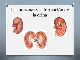 Las nefronas y la formación de
la orina
 