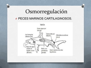 Osmorregulación
O PECES MARINOS CARTILAGINOSOS.
 