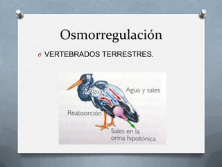 Osmorregulación
O VERTEBRADOS TERRESTRES.
 
