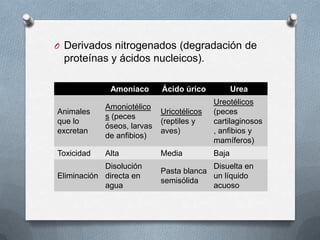 O Derivados nitrogenados (degradación de
proteínas y ácidos nucleicos).
Amoniaco Ácido úrico Urea
Animales
que lo
excretan
Amoniotélico
s (peces
óseos, larvas
de anfibios)
Uricotélicos
(reptiles y
aves)
Ureotélicos
(peces
cartilaginosos
, anfibios y
mamíferos)
Toxicidad Alta Media Baja
Eliminación
Disolución
directa en
agua
Pasta blanca
semisólida
Disuelta en
un líquido
acuoso
 
