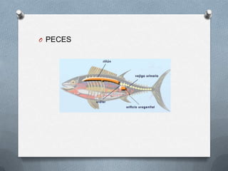 O PECES
 