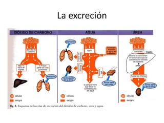 La excreción
 