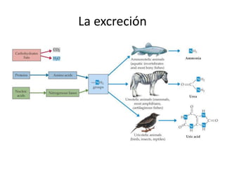 La excreción
 
