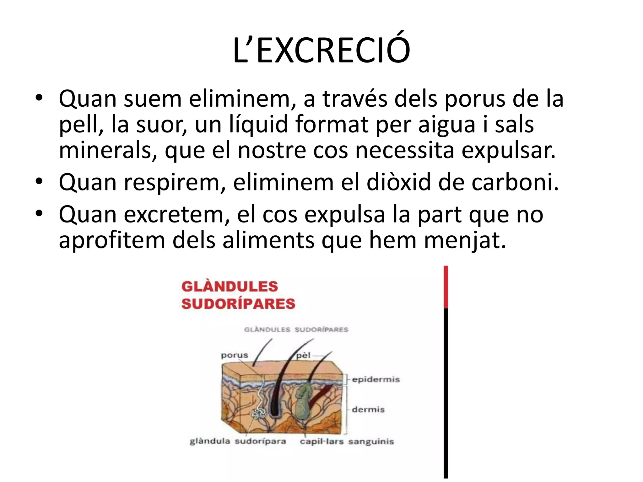 L’EXCRECIÓ
• Quan suem eliminem, a través dels porus de la
pell, la suor, un líquid format per aigua i sals
minerals, que el nostre cos necessita expulsar.
• Quan respirem, eliminem el diòxid de carboni.
• Quan excretem, el cos expulsa la part que no
aprofitem dels aliments que hem menjat.
 