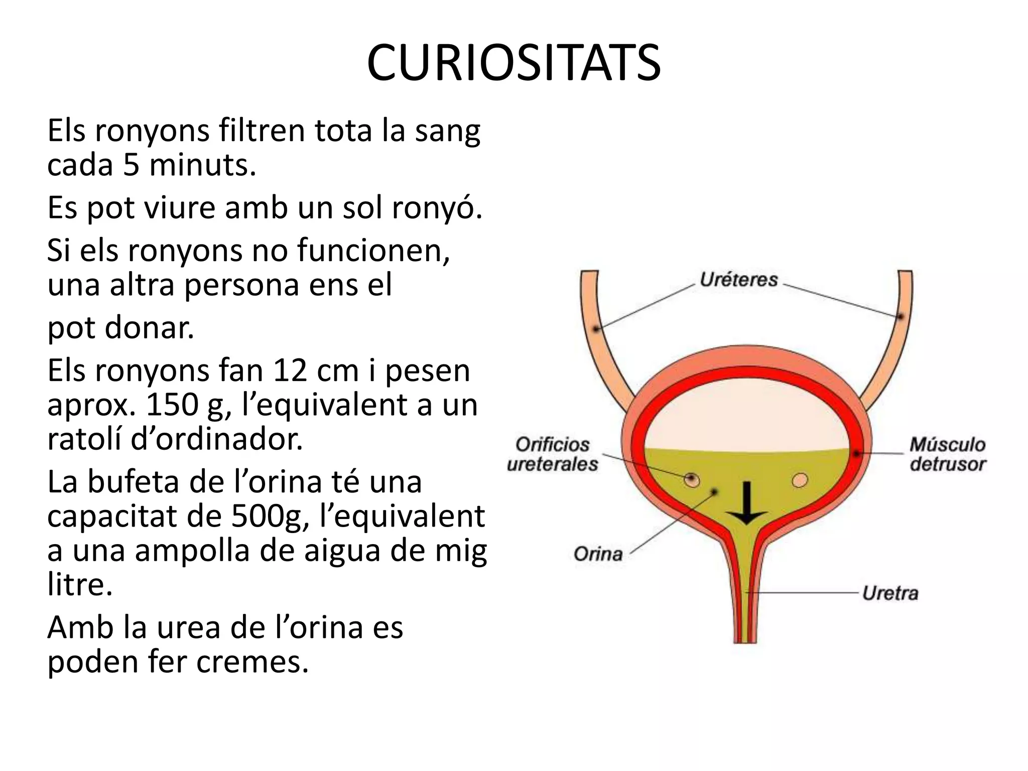 CURIOSITATS
Els ronyons filtren tota la sang
cada 5 minuts.
Es pot viure amb un sol ronyó.
Si els ronyons no funcionen,
una altra persona ens el
pot donar.
Els ronyons fan 12 cm i pesen
aprox. 150 g, l’equivalent a un
ratolí d’ordinador.
La bufeta de l’orina té una
capacitat de 500g, l’equivalent
a una ampolla de aigua de mig
litre.
Amb la urea de l’orina es
poden fer cremes.
 
