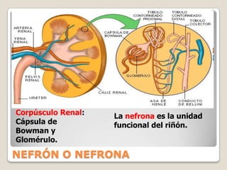 Regular la producción de la orina. 
