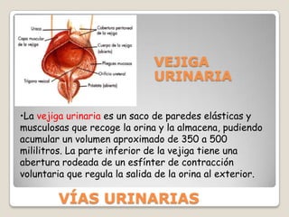 Estructura InternaCápsula AdiposaFascias RenalesCápsula RenalRIÑONES