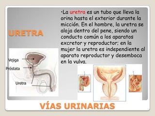 Estructura ExternaColumnas renales (de Bertini)Corteza: