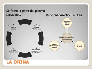 Abundantes capilares.