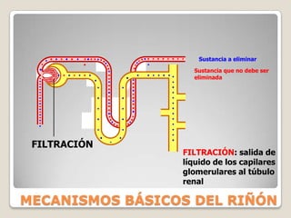 Poco flujo sanguíneo.