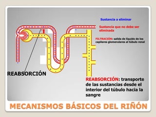 Concentración de orinaCálices menoresPapilaCálices mayoresPelvis renalCápsulaUréterCortezaPirámides medularesRIÑONES