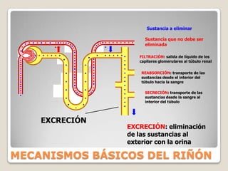 Corpúsculo Renal: Cápsula de Bowman yGlomérulo.La nefrona es la unidad funcional del riñón.NEFRÓN O NEFRONA