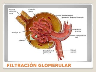 URÉTERESLos uréteres recogen la orina y, mediante movimientos, la transportan hacia la vejiga. VÍAS URINARIAS