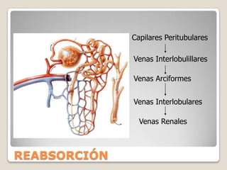 Lauretra es un tubo que lleva la orina hasta el exterior durante la micción. En el hombre, la uretra se aloja dentro del pene, siendo un conducto común a los aparatos excretor y reproductor; en la mujer la uretra es independiente al aparato reproductor y desemboca en la vulva. URETRAVejigaPróstata UretraVÍAS URINARIAS