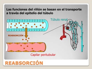 Se forma a partir del plasma sanguíneo.Principal desecho: La UreaLA ORINA